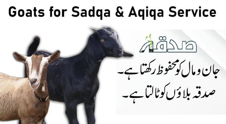 Aqiqa Service